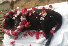 इंदौर में अब जानवरों का भी होगा अंतिम संस्कार, नगर निगम ने हरियाणा की कंपनी से कॉन्ट्रेक्ट साइन किया
