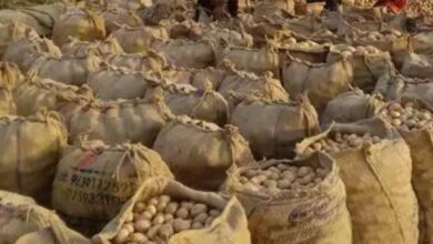 आगरा में बनेगा अंतरराष्ट्रीय आलू केंद्र, मोदी कैबिनेट ने दी मंजूरी