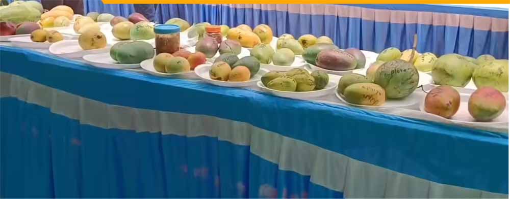 60 किस्मों के आमों की प्रदर्शनी, देसी और विदेशी आम बने आकर्षण का केंद्र