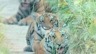 पीलीभीत टाइगर रिजर्व का पर्यटन सत्र 15 जून को होगा समाप्त, फिर पांच माह तक नहीं कर सकेंगे बाघ के दीदार