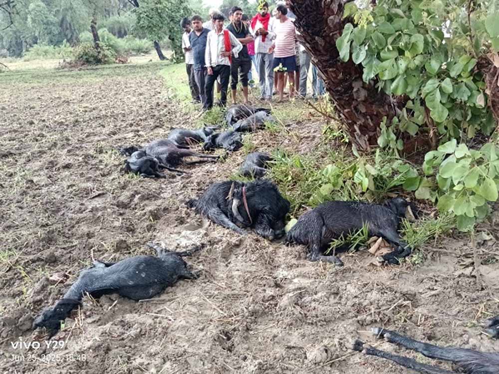 पलेरा में आकाशीय बिजली का कहर, 16 बकरियों की मौके पर मौत, 4 झुलसीं पलेरा में आकाशीय बिजली का कहर, 16 बकरियों की मौके पर मौत, 4 झुलसीं