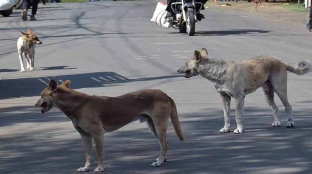 बारिश में स्ट्रीट डॉग्स हो जाते हैं आक्रामक, नगर निगम ने दी सावधानी बरतने की सलाह बारिश में स्ट्रीट डॉग्स हो जाते हैं आक्रामक, नगर निगम ने दी सावधानी बरतने की सलाह