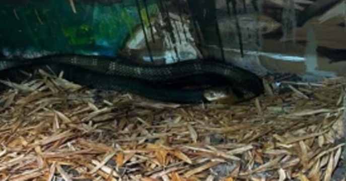 वन विहार राष्ट्रीय उद्यान में दुर्लभ प्रजाति के किंग कोबरा नागार्जुन की मौत, पोस्टमार्टम से खुलेगा राज