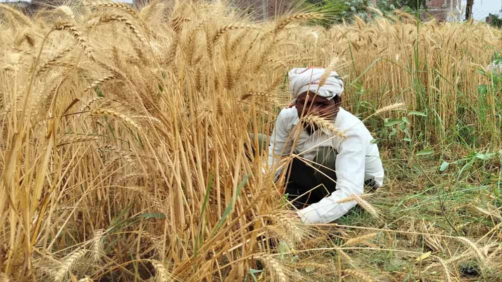 यूपी में किसानों के लिए चलेगा बड़ा अभियान, किसानों की समस्याओं का समाधान और कृषि योजनाओं की दी जाएगी जानकारी यूपी में किसानों के लिए चलेगा बड़ा अभियान, किसानों की समस्याओं का समाधान और कृषि योजनाओं की दी जाएगी जानकारी