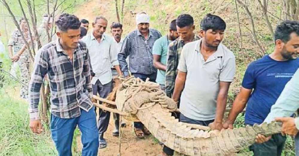 गांव में सनसनी: मगरमच्छ को समझ बैठे लकड़ी, देखते ही मच गया हड़कंप