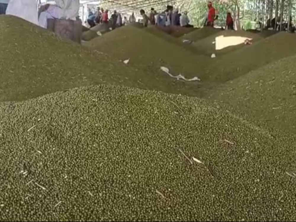 जबलपुर में 5 दिन से मूंग-उड़द खरीदी ठप, सर्वर डाउन से परेशान किसान जबलपुर में 5 दिन से मूंग-उड़द खरीदी ठप, सर्वर डाउन से परेशान किसान