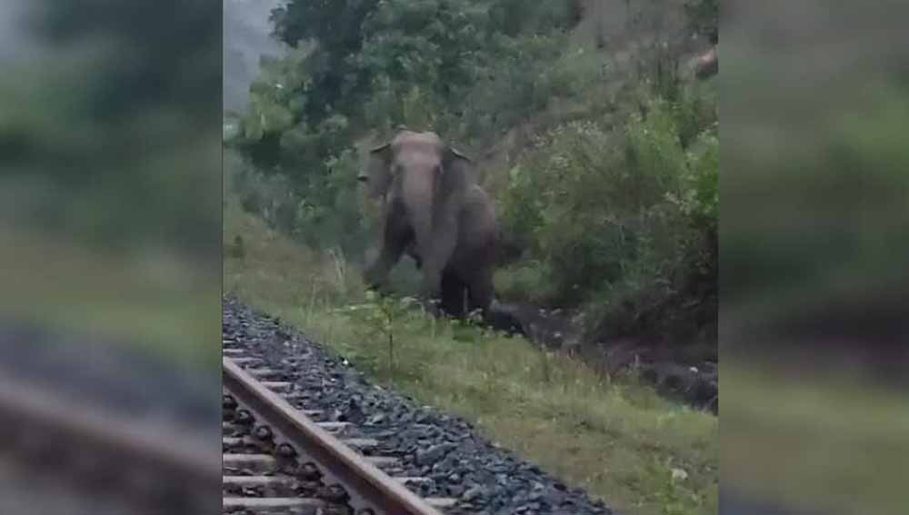 रामगढ़ में पटरी पर हथिनी ने दिया बच्चे को जन्म, 2 घंटे तक रुकी रही मालगाड़ी