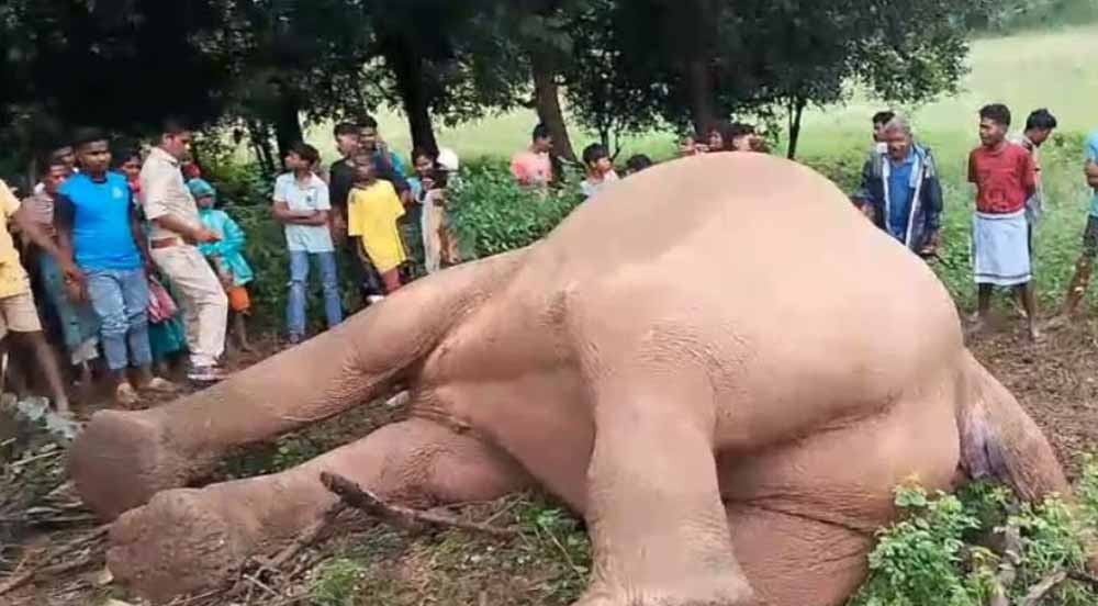 नक्सल प्रभावित क्षेत्र में हाथी का शव बरामद नक्सल प्रभावित क्षेत्र में हाथी का शव बरामद