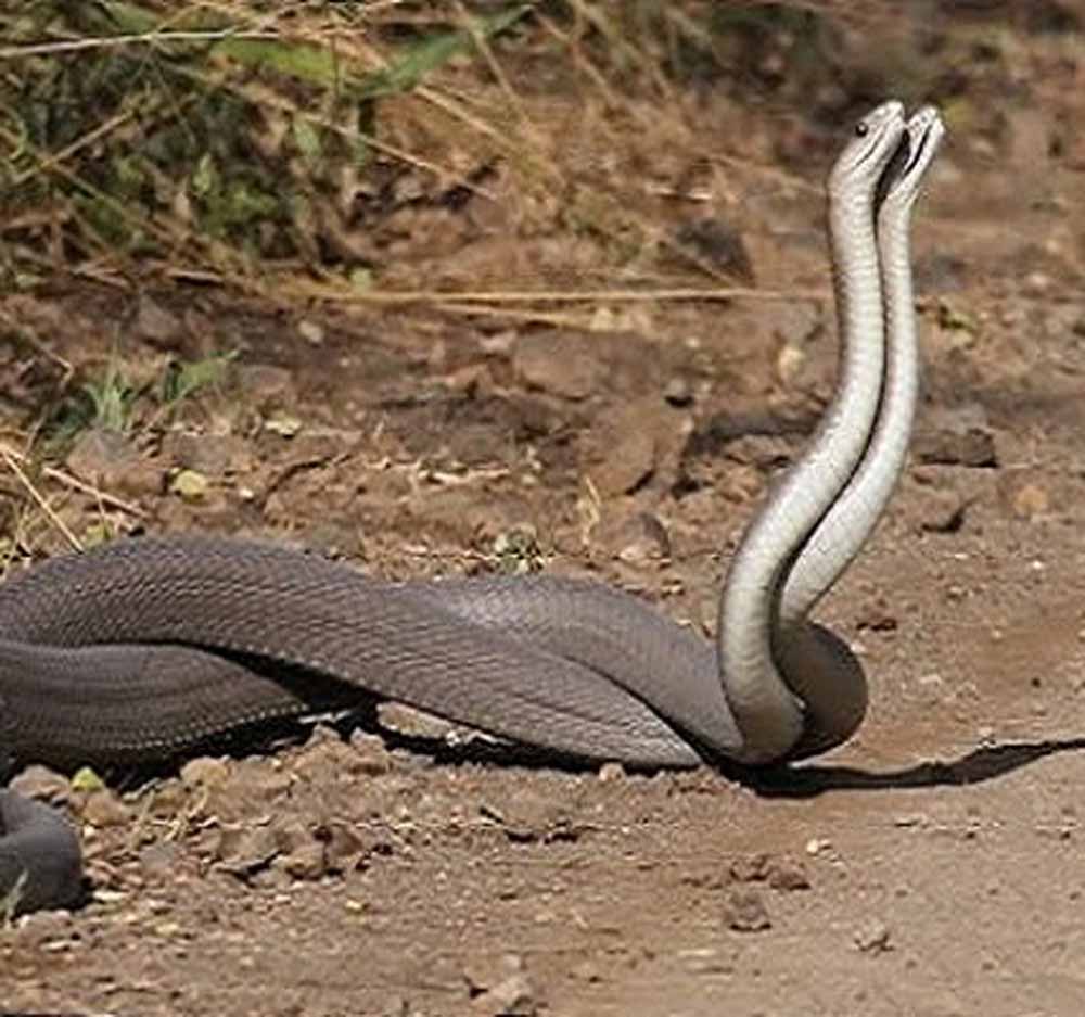 सावन में नाग-नागिन का जोड़ा दिखना: क्या है इसका आध्यात्मिक संकेत? सावन में नाग-नागिन का जोड़ा दिखना: क्या है इसका आध्यात्मिक संकेत?