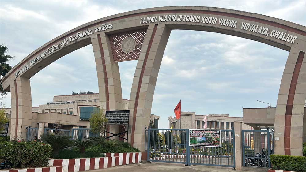 ग्वालियर : विजयाराजे सिंधिया कृषि विश्वविद्यालय बना ऑयल सीड हब, किसानों को मिलेगा खुद बीज उगाने का मौका ग्वालियर : विजयाराजे सिंधिया कृषि विश्वविद्यालय बना ऑयल सीड हब, किसानों को मिलेगा खुद बीज उगाने का मौका