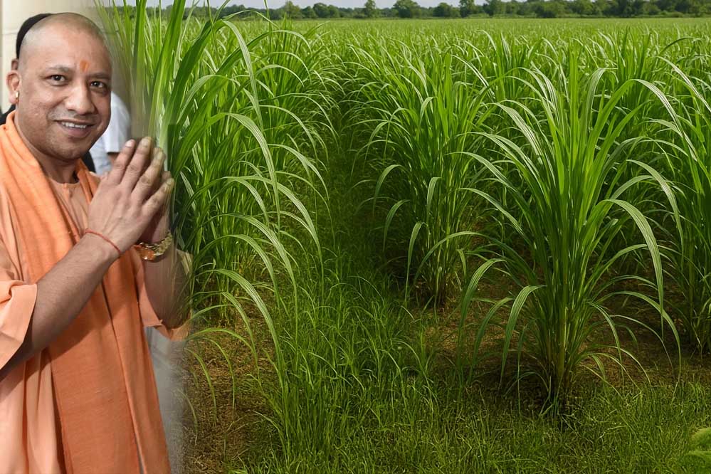 योगी सरकार किसानों की आय बढ़ाने के लिए एक नई योजना शुरू करने जा रही, 20000 रुपये प्रति हेक्टेयर देने की तैयारी योगी सरकार किसानों की आय बढ़ाने के लिए एक नई योजना शुरू करने जा रही, 20000 रुपये प्रति हेक्टेयर देने की तैयारी