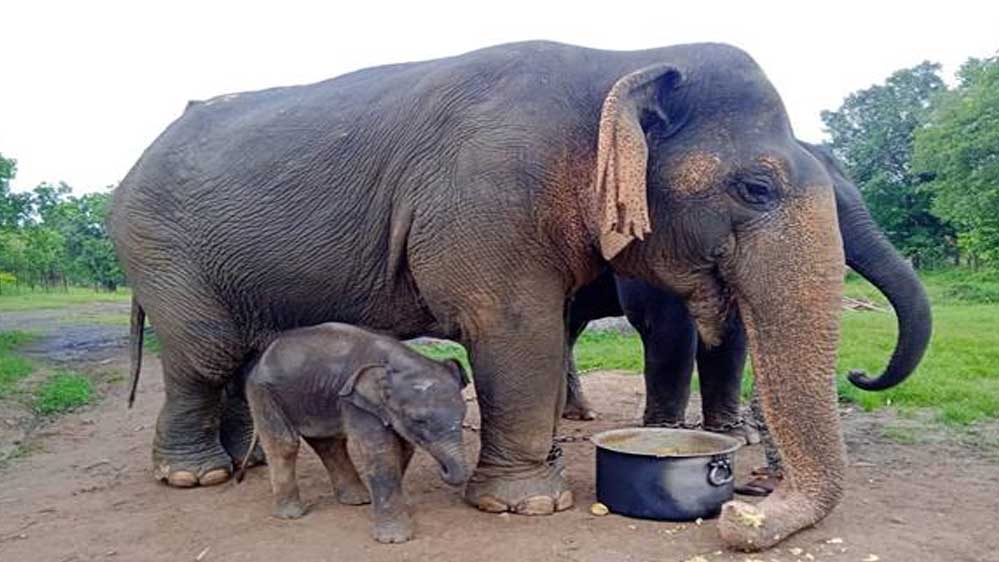 एशिया की सबसे बुजुर्ग हथनी वत्सला की मृत्यु
