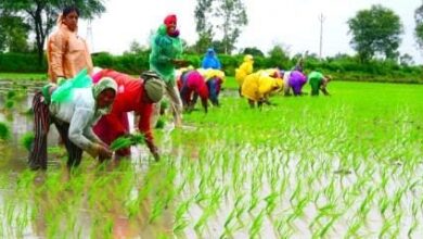 मुख्यमंत्री विष्णु देव साय का निर्देश, किसानों को उनकी मांग के अनुरूप सुगमता से मिले खाद-बीज