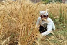 धान और मक्का पर अब मिलेगा ₹98,400 तक बीमा! आवेदन की अंतिम तारीख 31 जुलाई