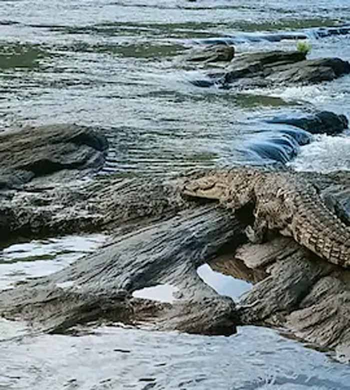 दमोह में दर्दनाक हादसा: नदी किनारे बैठी महिला को मगरमच्छ ने बनाया शिकार दमोह में दर्दनाक हादसा: नदी किनारे बैठी महिला को मगरमच्छ ने बनाया शिकार