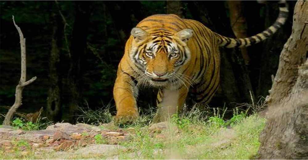 पलामू में झारखंड का पहला टाइगर सफारी ‘राजगीर मॉडल’ पर बनेगा पलामू में झारखंड का पहला टाइगर सफारी ‘राजगीर मॉडल’ पर बनेगा