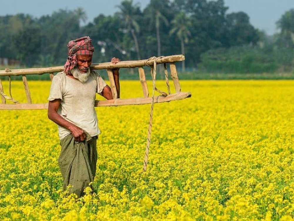 PM किसान: 20वीं किस्त पर कृषि मंत्रालय का बड़ा अपडेट, जानें कब आएगा पैसा PM किसान: 20वीं किस्त पर कृषि मंत्रालय का बड़ा अपडेट, जानें कब आएगा पैसा