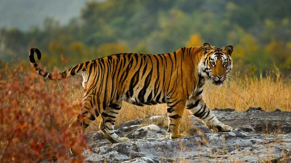 मध्य प्रदेश में एक अक्टूबर से महंगा होगा टाइगर रिजर्व पर्यटन, दस प्रतिशत बढ़ तक जाएगी एंट्री फीस, विदेशियों को चुकानी होगी दोगुनी राशि