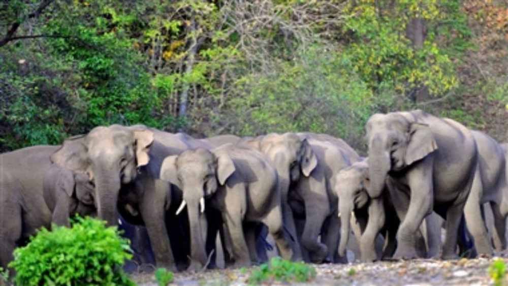 गांव में आतंक: 35 हाथियों का झुंड पहुंचा बस्ती, दहशत में लोग गांव में आतंक: 35 हाथियों का झुंड पहुंचा बस्ती, दहशत में लोग