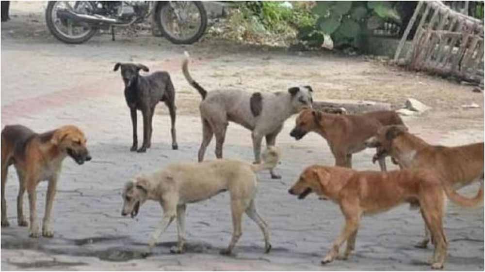 ढाई साल के बच्चे पर आवारा कुत्ते का कहर, मां की बहादुरी से बची जान ढाई साल के बच्चे पर आवारा कुत्ते का कहर, मां की बहादुरी से बची जान