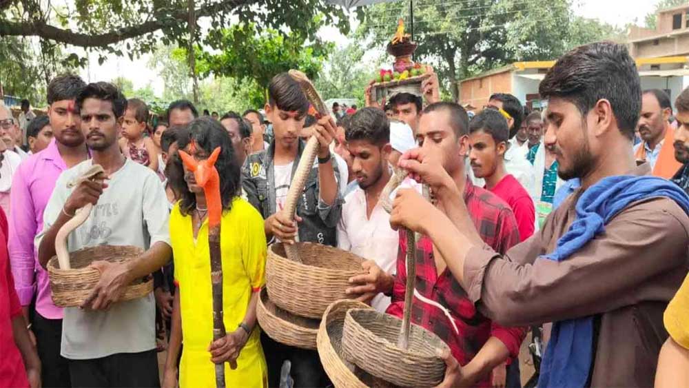 ऋषि पंचमी पर अनोखी परंपरा: सांपों की शोभायात्रा निकाली गई गांव में ऋषि पंचमी पर अनोखी परंपरा: सांपों की शोभायात्रा निकाली गई गांव में