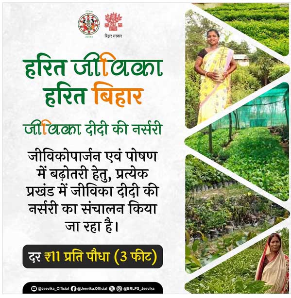 राज्य की हरियाली संवारने में अहम भूमिका निभा रही हैं जीविका दीदियां राज्य की हरियाली संवारने में अहम भूमिका निभा रही हैं जीविका दीदियां