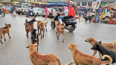 आवारा कुत्तों पर सख़्ती: नसबंदी, माइक्रोचिप और शेल्टर प्लान पर दिल्ली सरकार की तैयारी