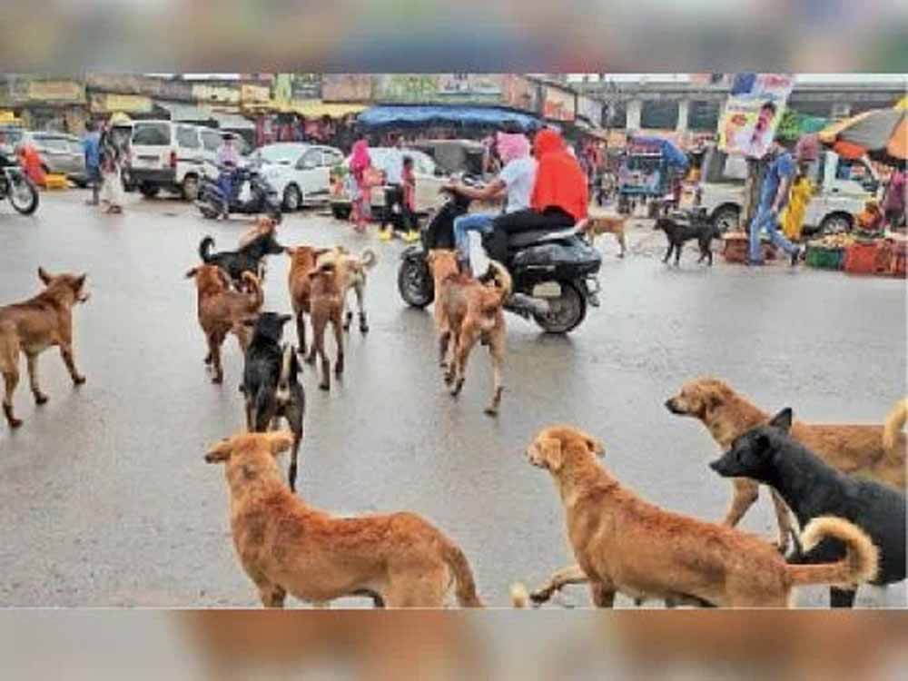 आवारा कुत्तों पर सख़्ती: नसबंदी, माइक्रोचिप और शेल्टर प्लान पर दिल्ली सरकार की तैयारी आवारा कुत्तों पर सख़्ती: नसबंदी, माइक्रोचिप और शेल्टर प्लान पर दिल्ली सरकार की तैयारी