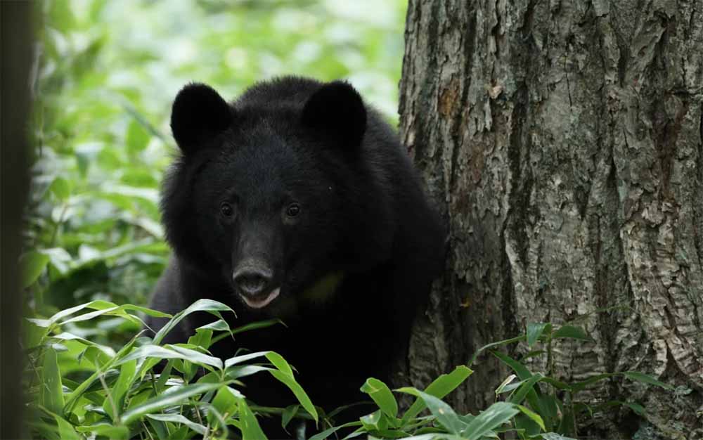 भालुओं का आतंक: विभाग सोया, जनता डरी