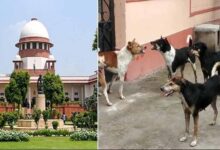 आवारा कुत्तों पर सुप्रीम कोर्ट का सख्त रुख, अड़ंगा डालने वालों पर भी होगी कार्रवाई