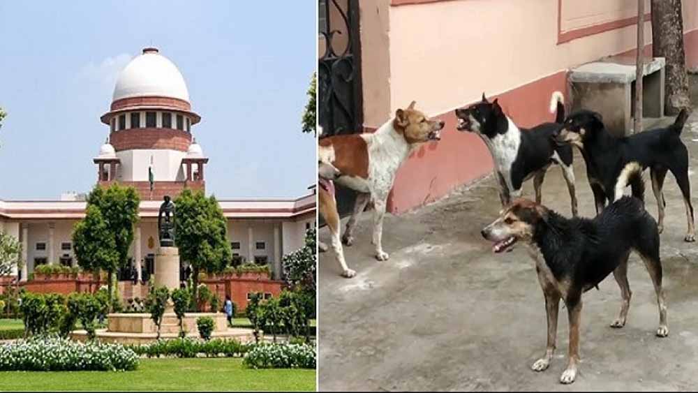 आवारा कुत्तों पर सुप्रीम कोर्ट का सख्त रुख, अड़ंगा डालने वालों पर भी होगी कार्रवाई
