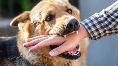 बरसात में कुत्तों का आक्रामक रवैया: बिलासपुर में 2 दिन में 50 लोग घायल बरसात में कुत्तों का आक्रामक रवैया: बिलासपुर में 2 दिन में 50 लोग घायल