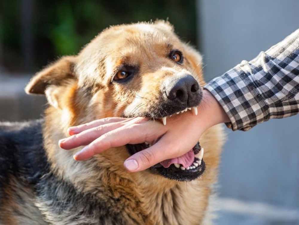 बरसात में कुत्तों का आक्रामक रवैया: बिलासपुर में 2 दिन में 50 लोग घायल बरसात में कुत्तों का आक्रामक रवैया: बिलासपुर में 2 दिन में 50 लोग घायल