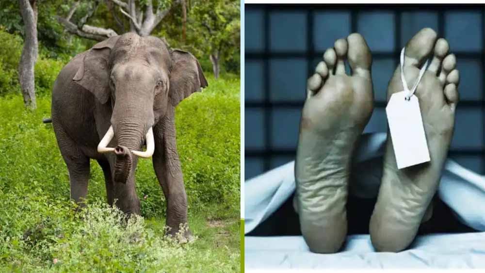 हाथियों का कहर: ग्रामीण की मौत, घर और फसल बर्बाद हाथियों का कहर: ग्रामीण की मौत, घर और फसल बर्बाद