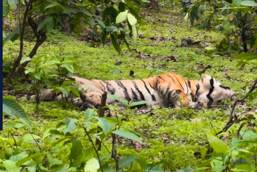 मध्य प्रदेश के संजय टाइगर रिजर्व में बाघ की बिजली करंट से मौत