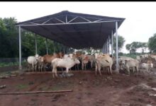 गौधाम योजना से पशुधन संरक्षण, नस्ल सुधार और रोजगार में आएगा नया आयाम – मुख्यमंत्री विष्णु देव साय