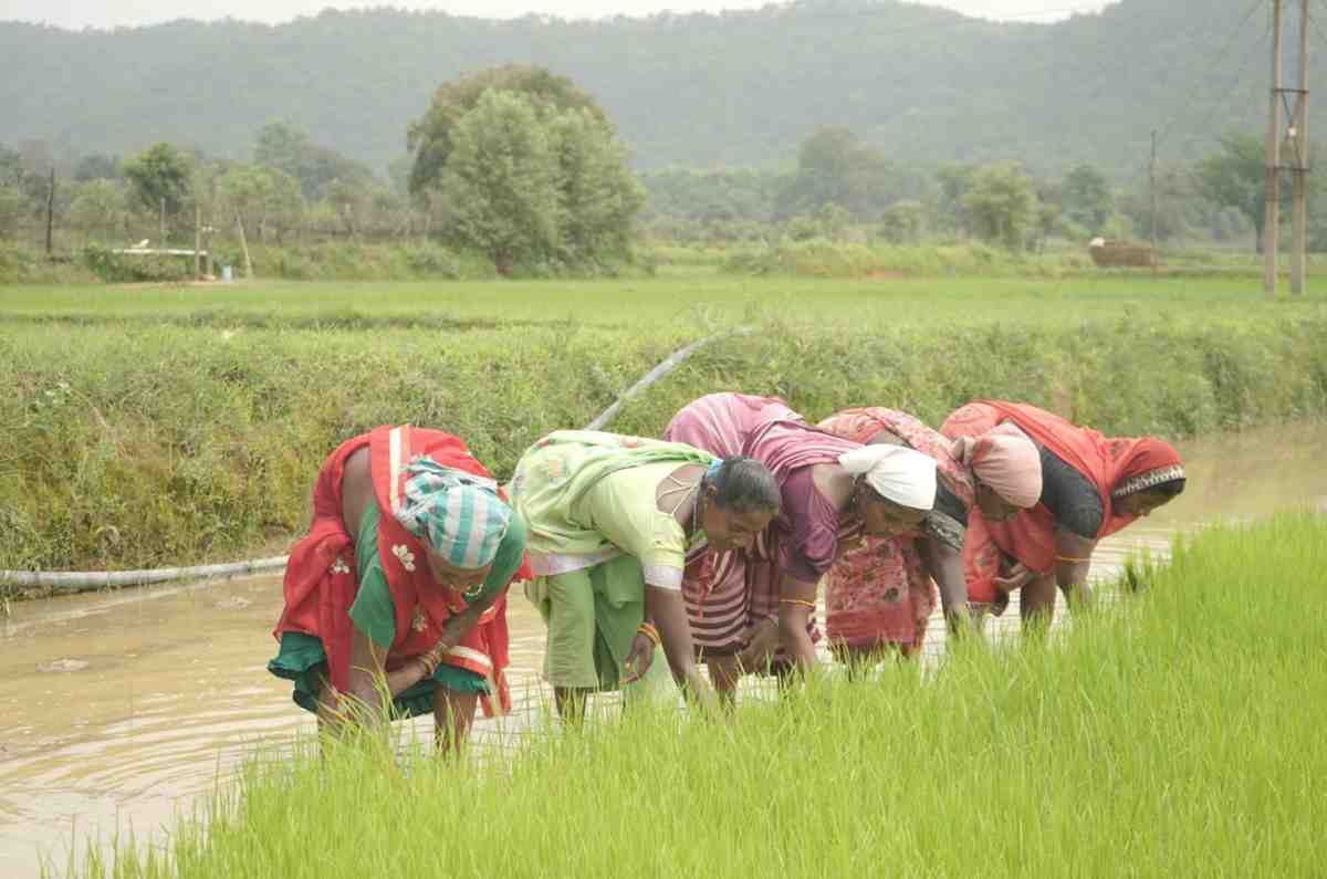 समय पर मिली खाद, खिल उठी उम्मीदें, संतोष की मेहनत में भरेंगे रंग