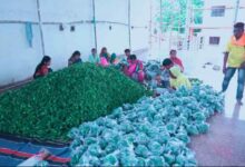 वैशाली नगर विधानसभा में तीज व्रत रखने वाली माताओं बहनों के लिए विधायक ने घर-घर भिजवाया करेला