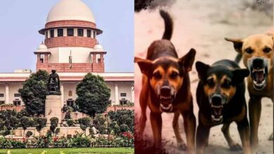 शेल्टर होम में सिर्फ आक्रामक कुत्ते रखे जाएंगे, बाकी को छोड़ा जाएगा: सुप्रीम कोर्ट