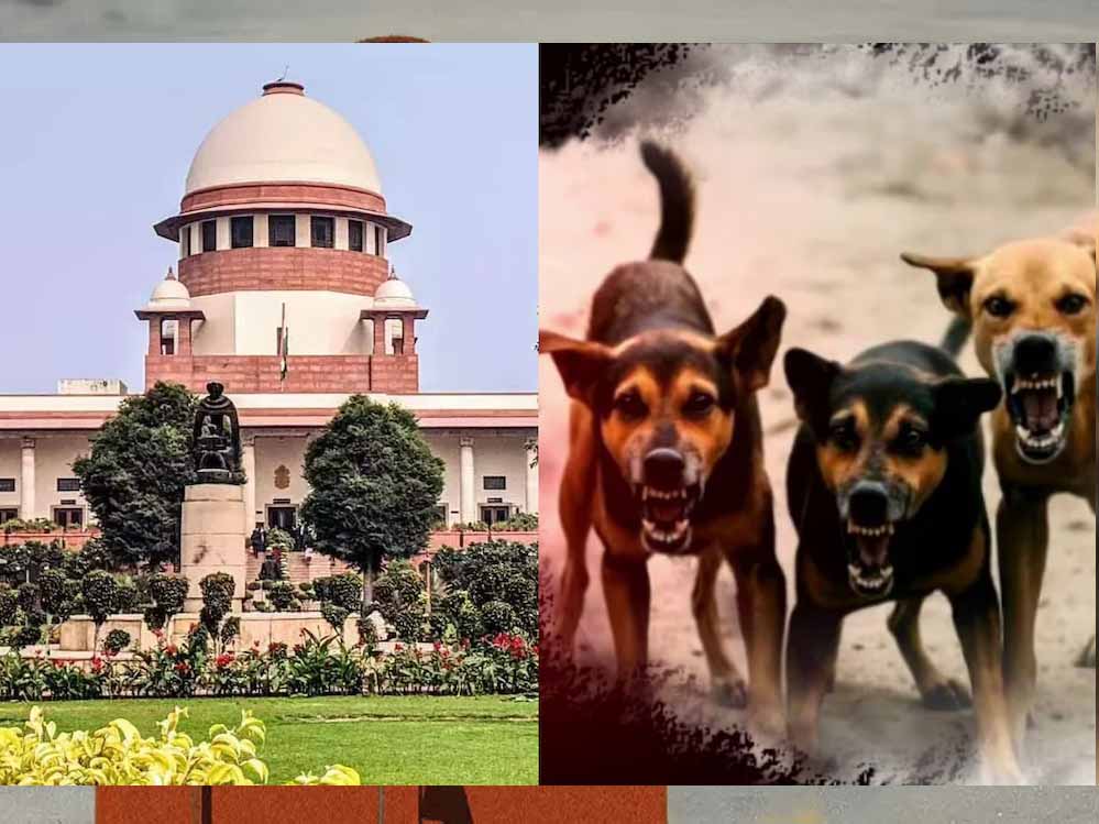 शेल्टर होम में सिर्फ आक्रामक कुत्ते रखे जाएंगे, बाकी को छोड़ा जाएगा: सुप्रीम कोर्ट शेल्टर होम में सिर्फ आक्रामक कुत्ते रखे जाएंगे, बाकी को छोड़ा जाएगा: सुप्रीम कोर्ट