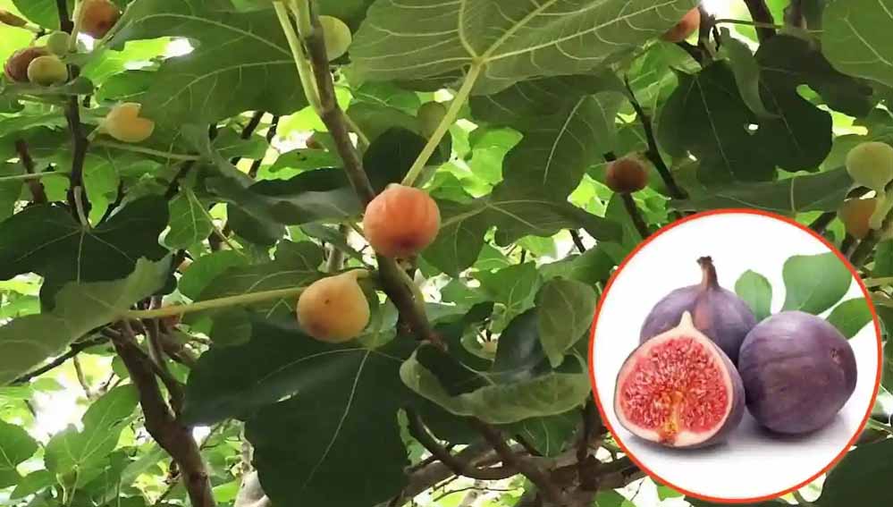 बिहार की खेतों में भी उगने लगे अंजीर, किसान उठा रहे लाभ बिहार की खेतों में भी उगने लगे अंजीर, किसान उठा रहे लाभ