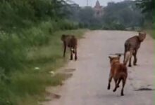 कूनो के दो चीते मानपुर में मचाने लगे धमाल, कुत्ते संग पीछे-पीछे दौड़े ग्रामीण