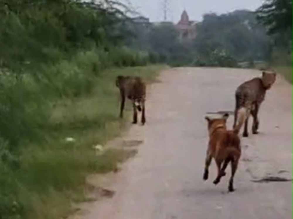 कूनो के दो चीते मानपुर में मचाने लगे धमाल, कुत्ते संग पीछे-पीछे दौड़े ग्रामीण कूनो के दो चीते मानपुर में मचाने लगे धमाल, कुत्ते संग पीछे-पीछे दौड़े ग्रामीण