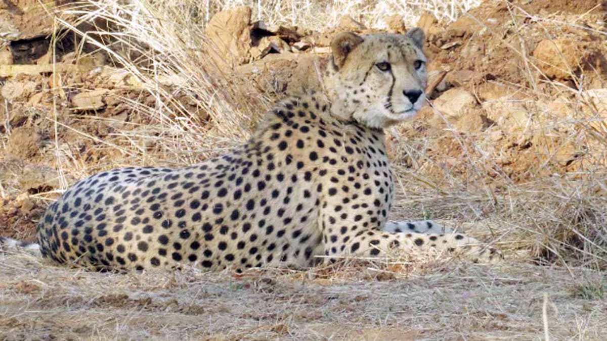 कूनो से निकले दो चीते, मानपुर के गांवों में मचाई हलचल — कुत्ते और ग्रामीण लगे पीछे कूनो से निकले दो चीते, मानपुर के गांवों में मचाई हलचल — कुत्ते और ग्रामीण लगे पीछे