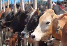 गोवंश संरक्षण के लिए ‘गौधाम’ की स्थापना, गोसेवकों को मिलेगा मानदेय