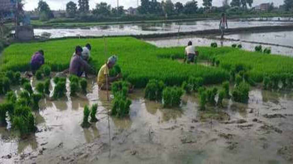 एमपी में झमाझम बारिश ने भरे धान के खेत, किसानों के चेहरे पर खुशी एमपी में झमाझम बारिश ने भरे धान के खेत, किसानों के चेहरे पर खुशी