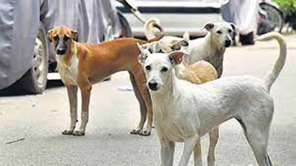 भोपाल में आवारा कुत्तों की समस्या गहराई, शेल्टर होम की फाइल भी गायब भोपाल में आवारा कुत्तों की समस्या गहराई, शेल्टर होम की फाइल भी गायब