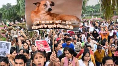 लावारिस कुत्तों पर SC के फैसले से खुश राहुल गांधी, बताए 2 बड़े फायदे