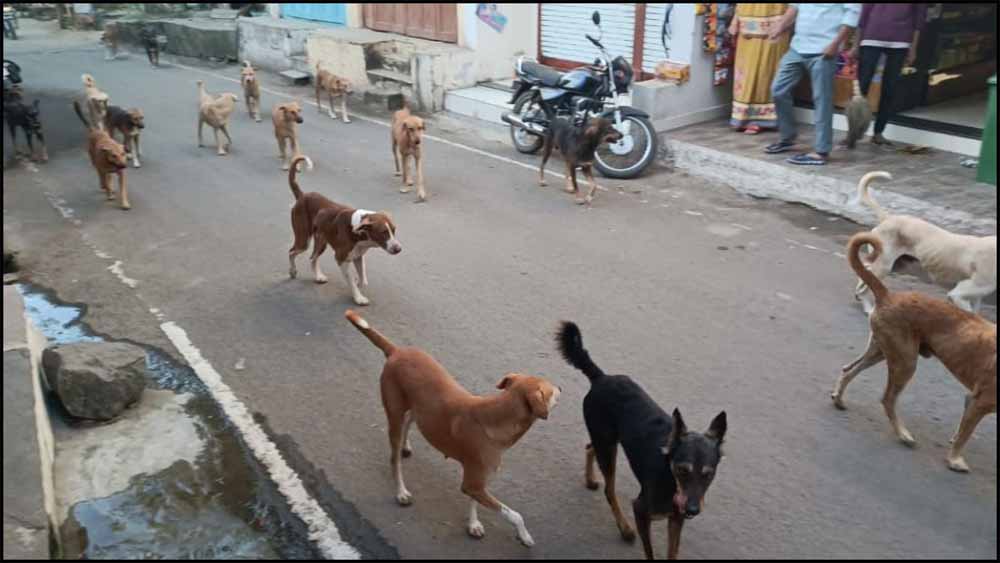 आवारा कुत्तों का आतंक: 10 साल की बच्ची पर झुंड का हमला, मुश्किल से बची जान आवारा कुत्तों का आतंक: 10 साल की बच्ची पर झुंड का हमला, मुश्किल से बची जान