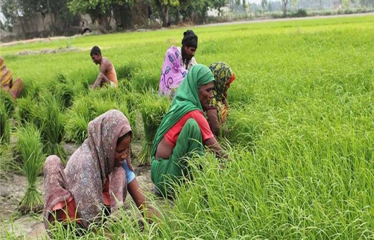 61 किसान उत्पादक कंपनियां पूरी तरह महिलाओं के हाथों में